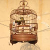 Bird cage in Hoi An
